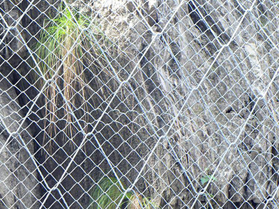 蜘蛛網(wǎng) 蜘蛛網(wǎng)